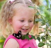 Coffs Harbour Butterfly House - Australia Accommodation