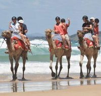 Camel Rides with Coffs Coast Camels - Australia Accommodation