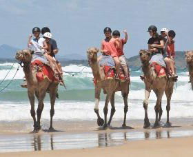Camel Rides With Coffs Coast Camels - Australia Accommodation 0