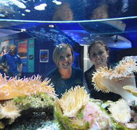 Solitary Islands Aquarium - Australia Accommodation