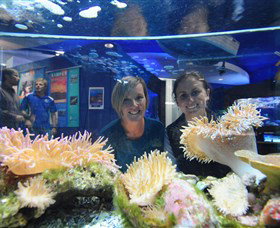 Solitary Islands Aquarium - Australia Accommodation 0