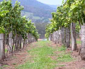 Villa D Esta Vineyard - Australia Accommodation 1