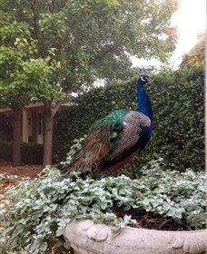 Krinklewood Vineyard - Australia Accommodation 3