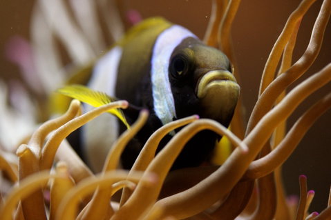 Solitary Islands Aquarium - Australia Accommodation 1