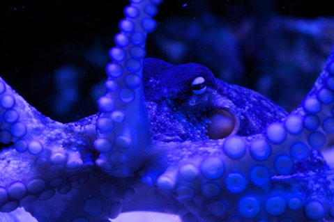 Solitary Islands Aquarium - Australia Accommodation 2