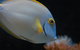 Solitary Islands Aquarium - thumb 3