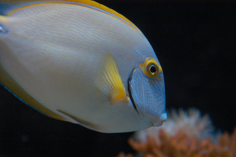 Solitary Islands Aquarium - Australia Accommodation 3