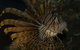 Solitary Islands Aquarium - thumb 4
