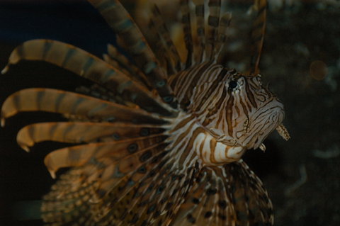Solitary Islands Aquarium - Australia Accommodation 4