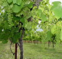 Holland Wines - Australia Accommodation