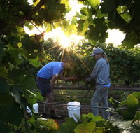 Oakdene Vineyards Restaurant and Cellar Door - Australia Accommodation