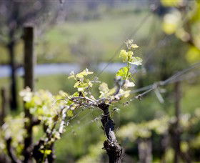 Stonier Wines - Australia Accommodation 0