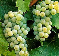 Clover Hill Vineyard - Australia Accommodation