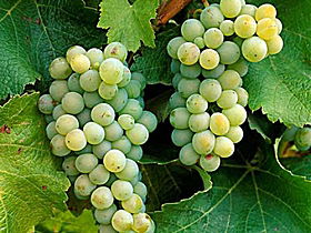 Clover Hill Vineyard - Australia Accommodation 0