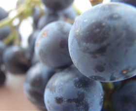Cannibal Creek Vineyard - Australia Accommodation 2