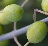 Montalto Vineyard and Olive Grove - Australia Accommodation