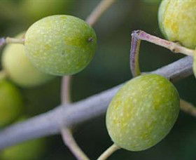 Montalto Vineyard And Olive Grove - Australia Accommodation 0