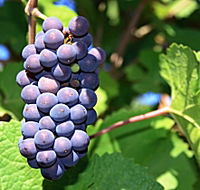 Tinderbox Vineyard - Australia Accommodation