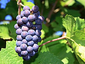 Tinderbox Vineyard - Australia Accommodation 0