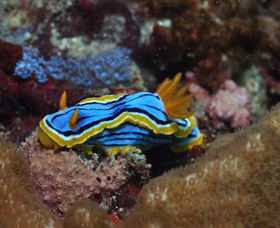 Coral Gardens Dive Site Mooloolaba - Australia Accommodation 1