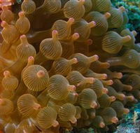 Coral Gardens Dive Site Mooloolaba - Australia Accommodation