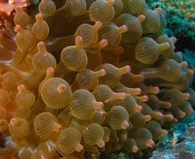 Coral Gardens Dive Site Mooloolaba - Australia Accommodation 0