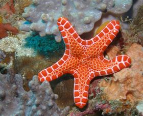 Coral Gardens Dive Site Mooloolaba - Australia Accommodation 3