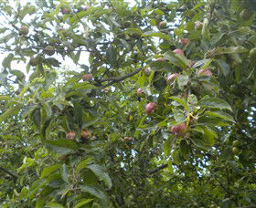 Tin Shed Cider - Australia Accommodation 1
