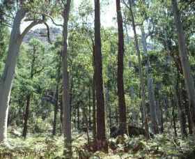 Cathedral Range State Park - Australia Accommodation 0