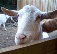 Drysdale Cheeses - Australia Accommodation