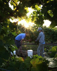 Oakdene Vineyards Restaurant And Cellar Door - Australia Accommodation 3