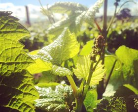 Punt Road Winery - Australia Accommodation 0