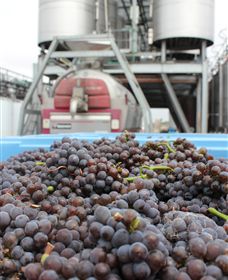 Punt Road Winery - Australia Accommodation 4