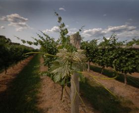 Punt Road Winery - Australia Accommodation 7