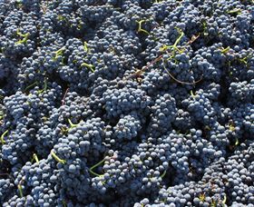 Punt Road Winery - Australia Accommodation 6