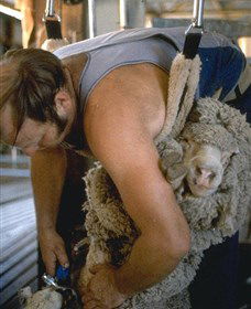 Kuriong Sheep Station - Australia Accommodation 0