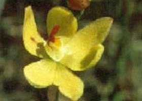 Langwarrin Flora And Fauna Reserve - Australia Accommodation 0