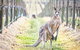 Yabby Lake Vineyard & Cellar Door - thumb 8