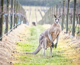 Yabby Lake Vineyard & Cellar Door - Australia Accommodation 8