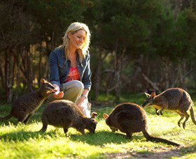 Pearcedale VIC Australia Accommodation