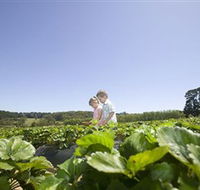 Sunny Ridge Strawberry Farm - Australia Accommodation