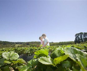 Sunny Ridge Strawberry Farm - Australia Accommodation 0