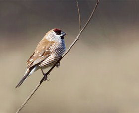 Capertee Valley Bird Trail - Australia Accommodation 3