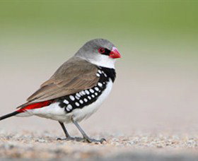 Capertee Valley Bird Trail - Australia Accommodation 1