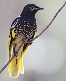 Capertee Valley Bird Trail - Australia Accommodation 4