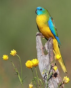 Capertee Valley Bird Trail - Australia Accommodation 5