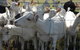 Jannei Artisan Cheese Makers - thumb 5