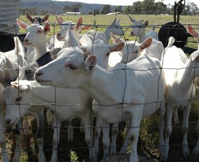 Jannei Artisan Cheese Makers - Australia Accommodation 5