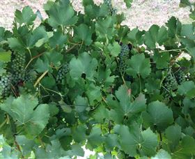 Jeir Creek Wines - Australia Accommodation 2