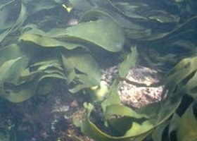 Churchill Island Marine National Park - Australia Accommodation 0